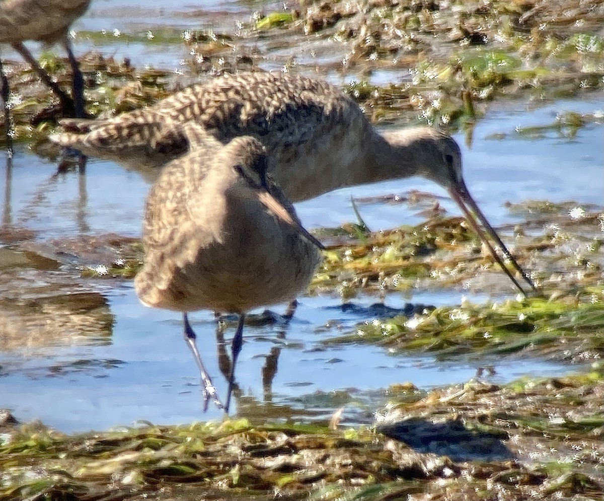 Marbled Godwit - Carey Bergman