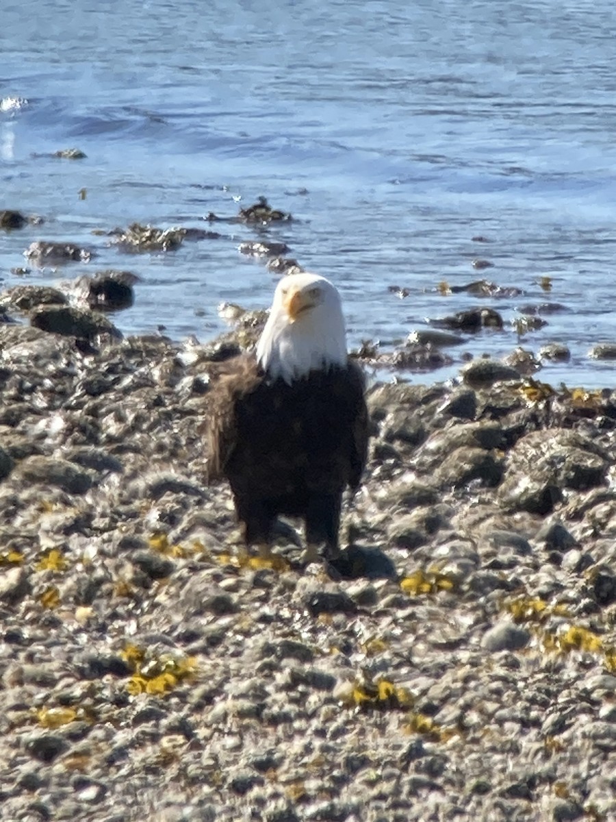 Bald Eagle - ML617493436