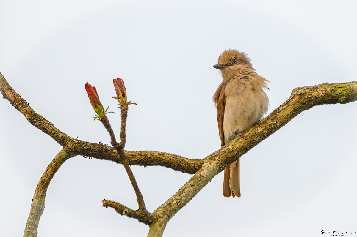 Large Woodshrike - ML617493545