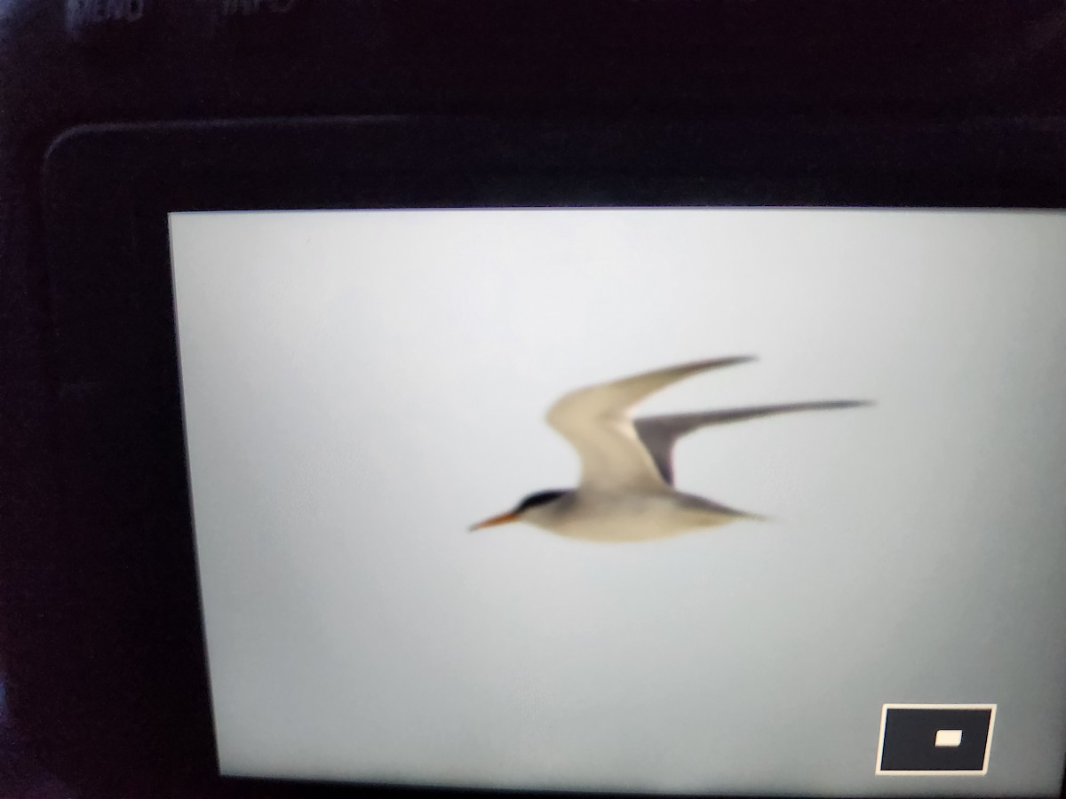 Least Tern - ML617493587