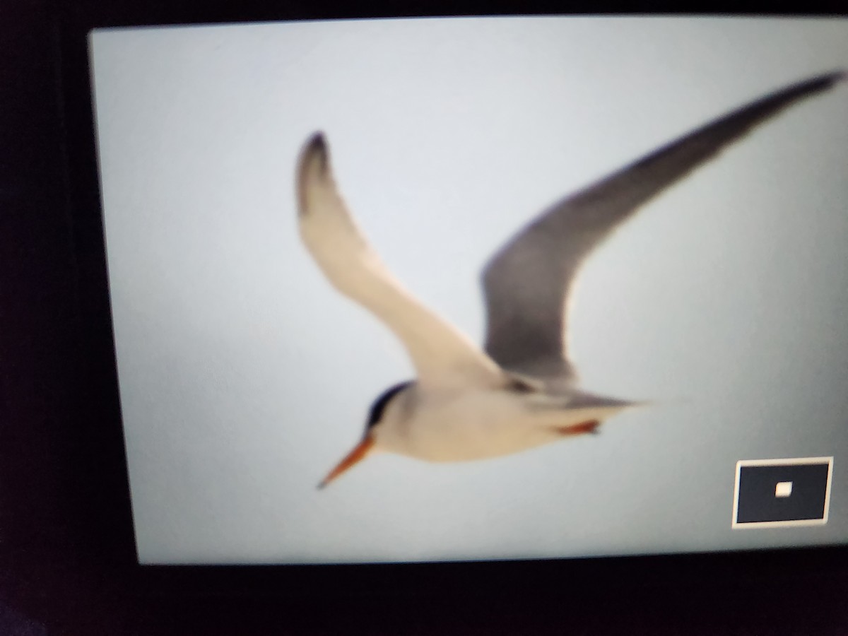 Least Tern - ML617493595
