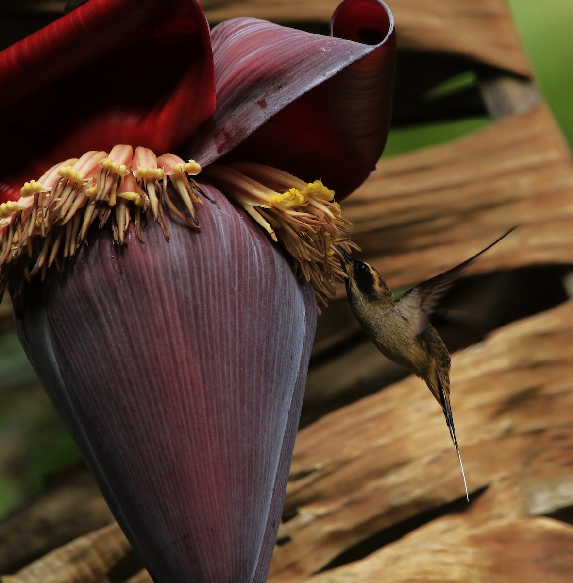 Scale-throated Hermit - Luiz Anjos