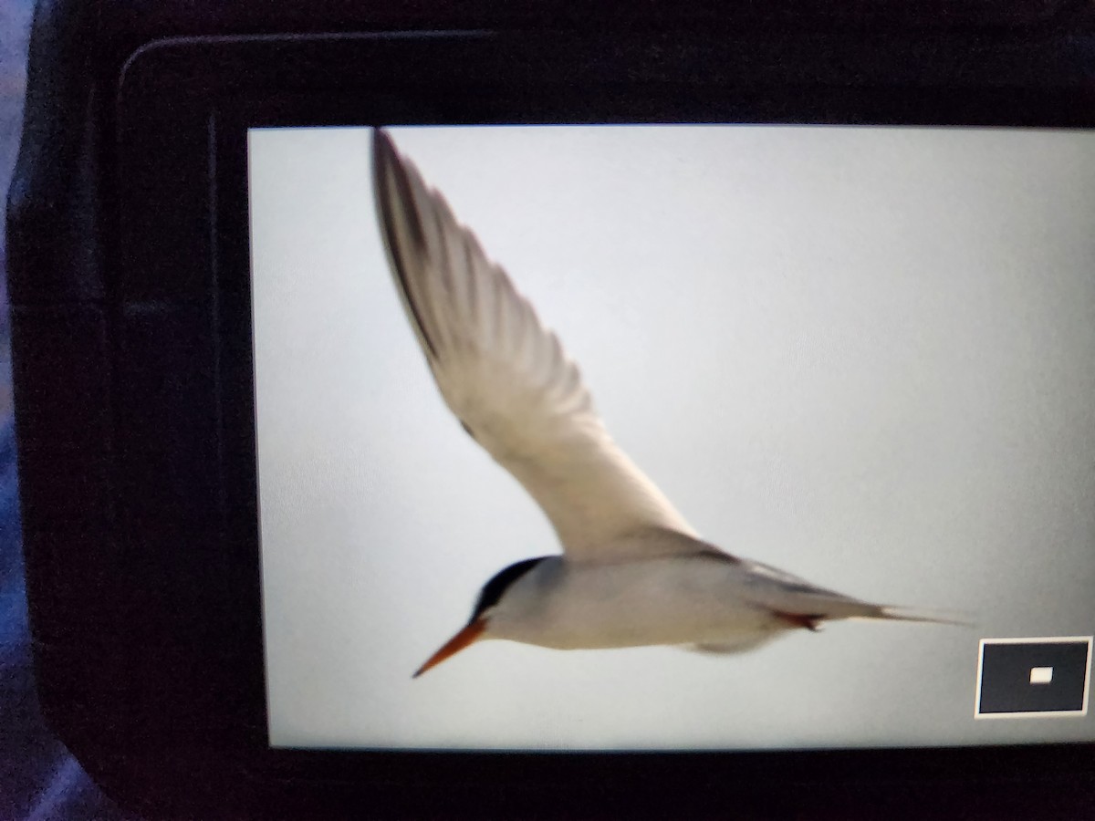 Least Tern - ML617493619