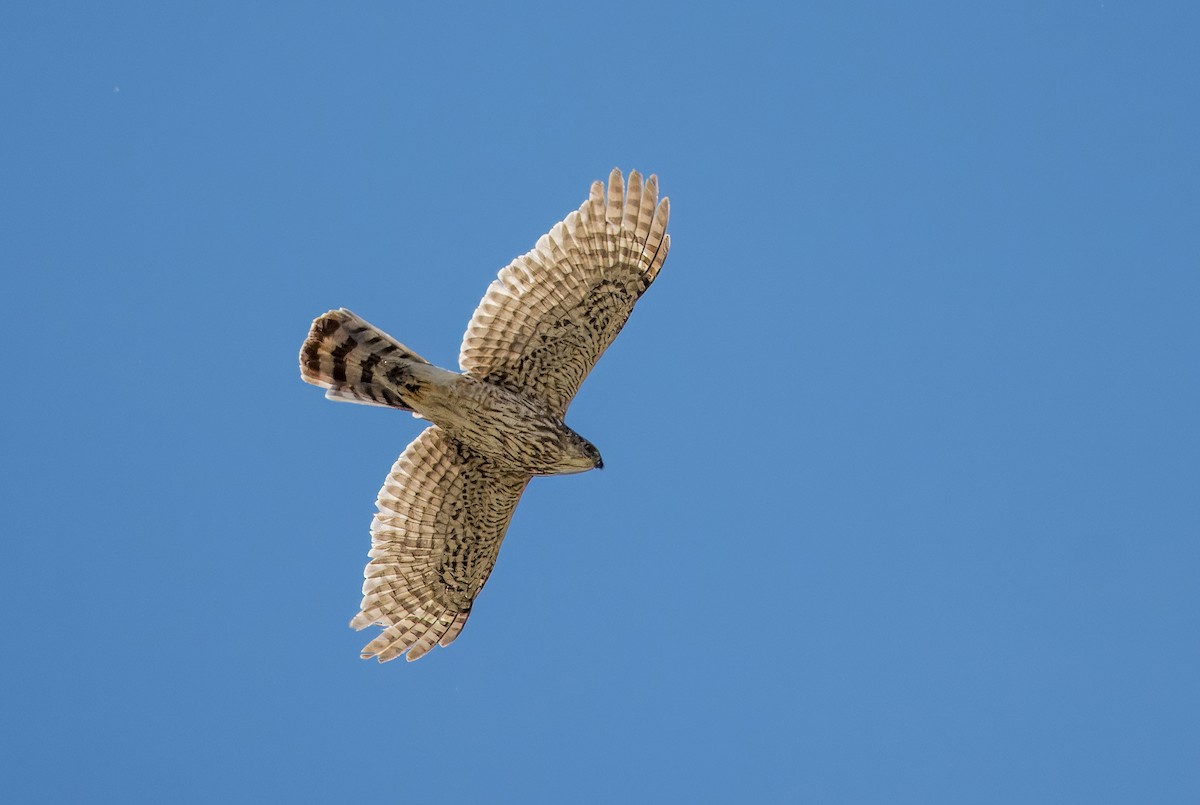 Cooper's Hawk - ML617493620