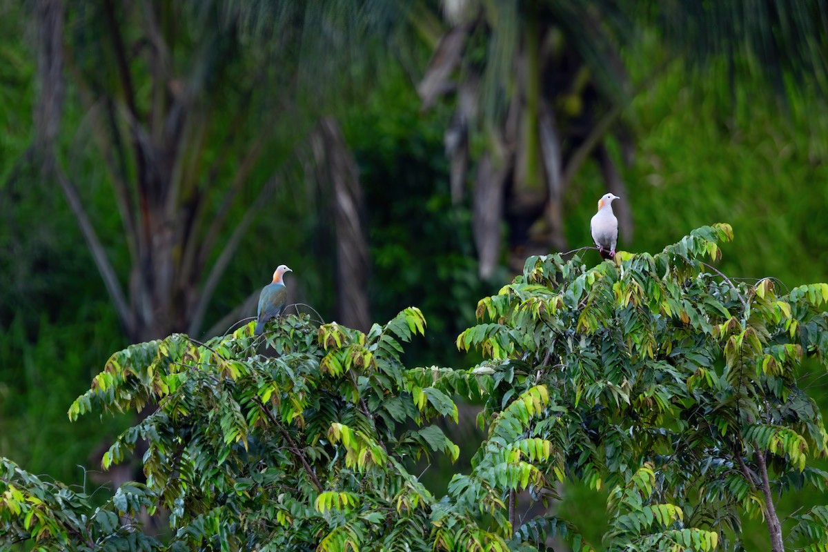 Green Imperial-Pigeon (Rufous-naped) - JJ Harrison