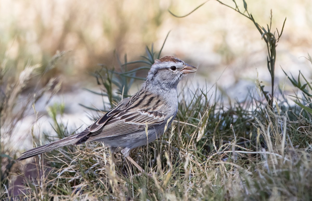 Chipping Sparrow - Daniel Ward