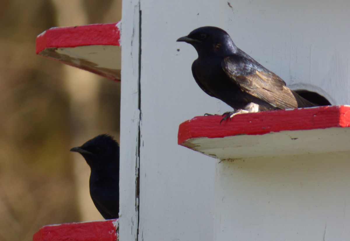 Purple Martin - ML617493698