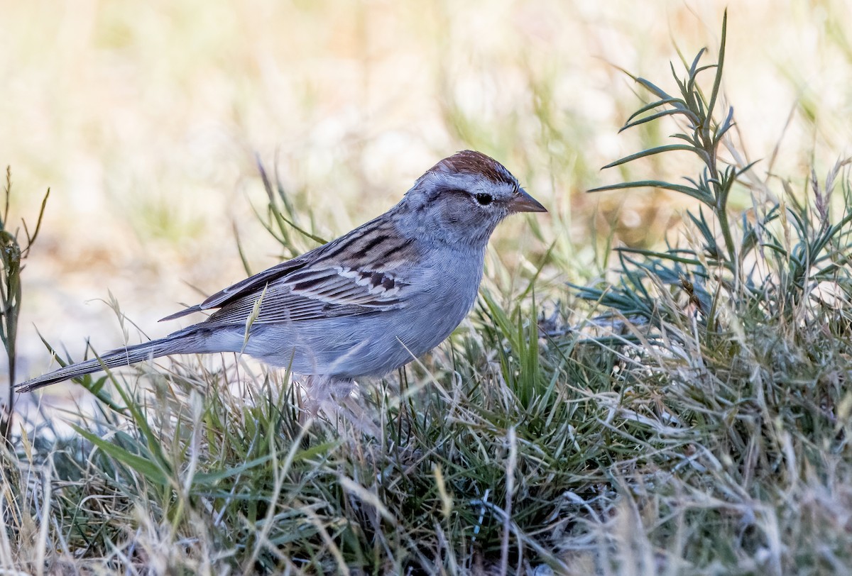 Chipping Sparrow - Daniel Ward