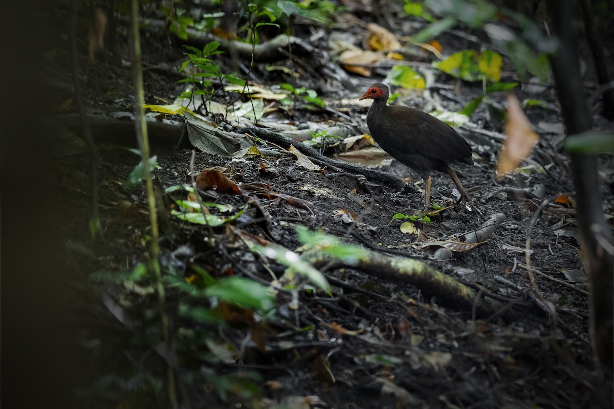 Philippine Megapode - JJ Harrison