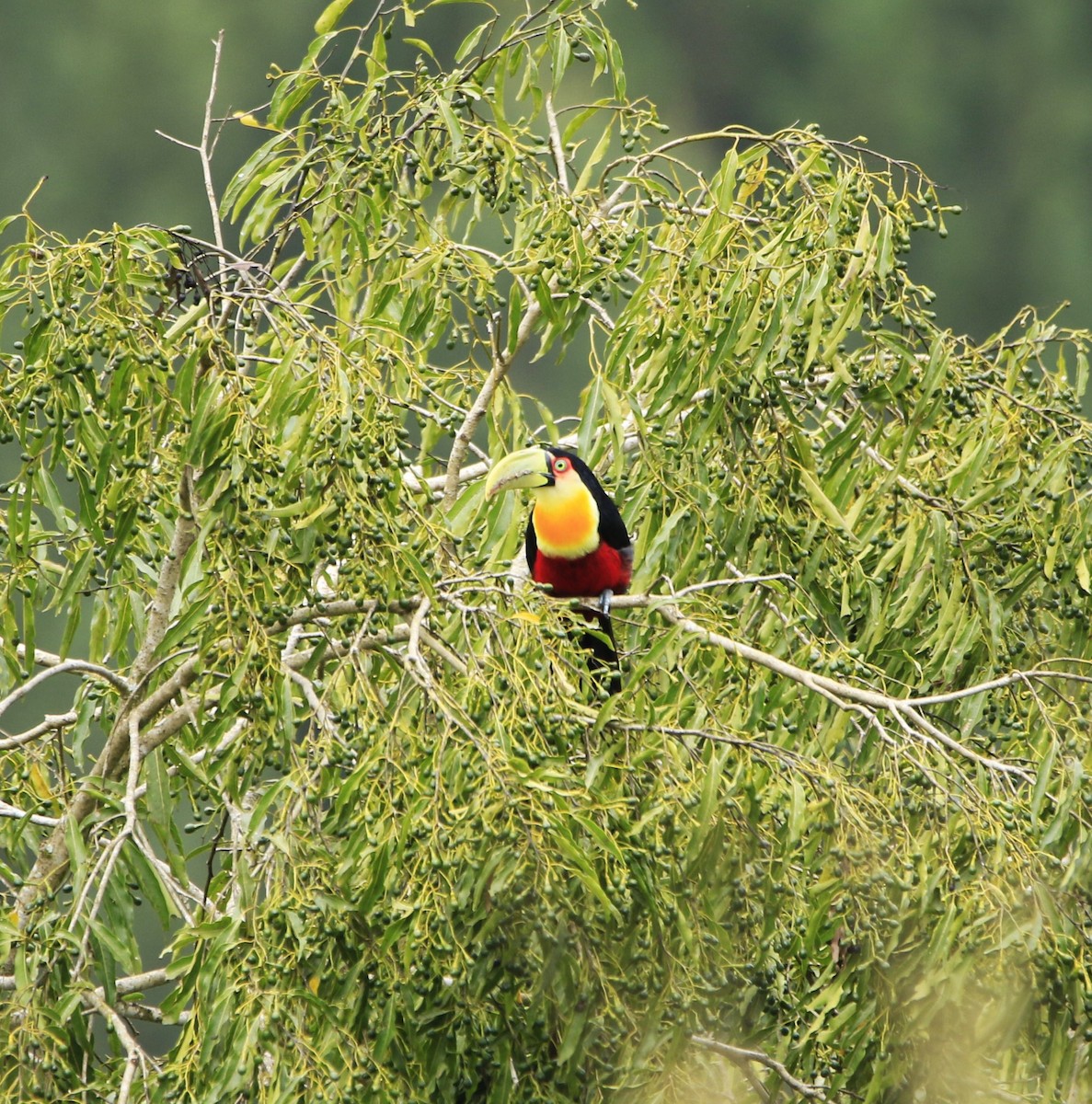 Red-breasted Toucan - Luiz Anjos