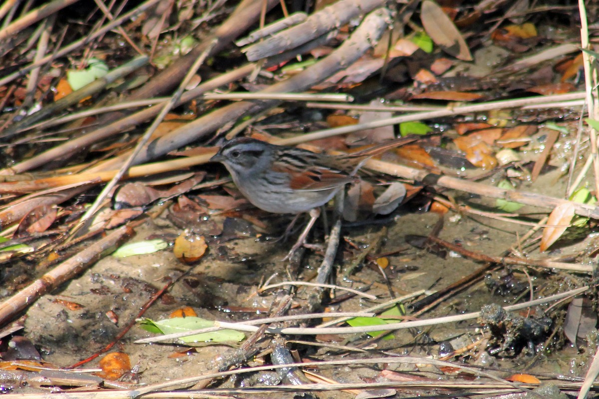 Swamp Sparrow - Robin Nation