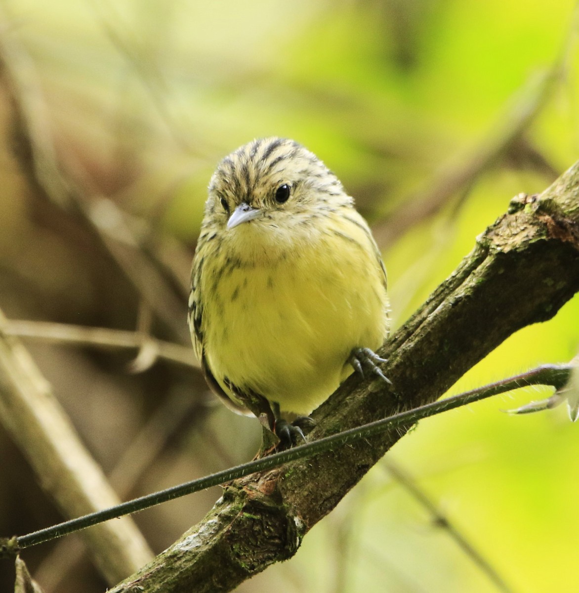 Streak-capped Antwren - ML617493749