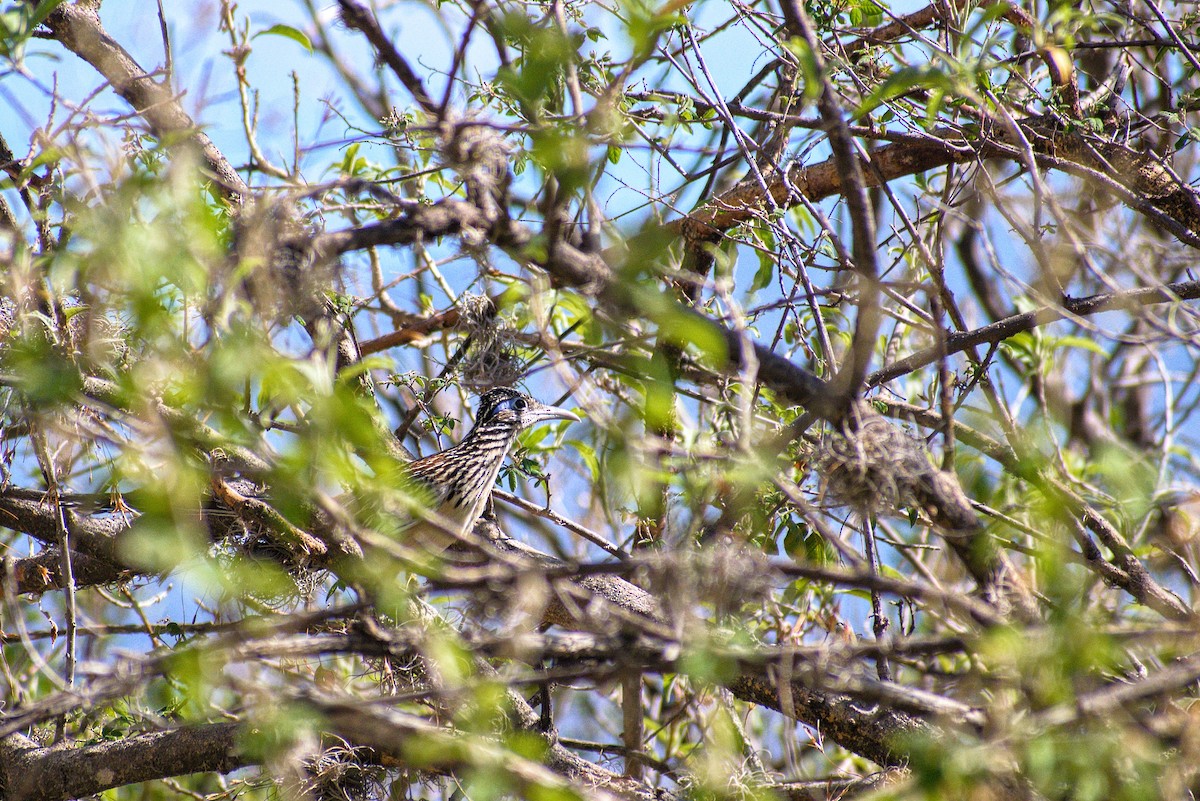 Lesser Roadrunner - ML617493780