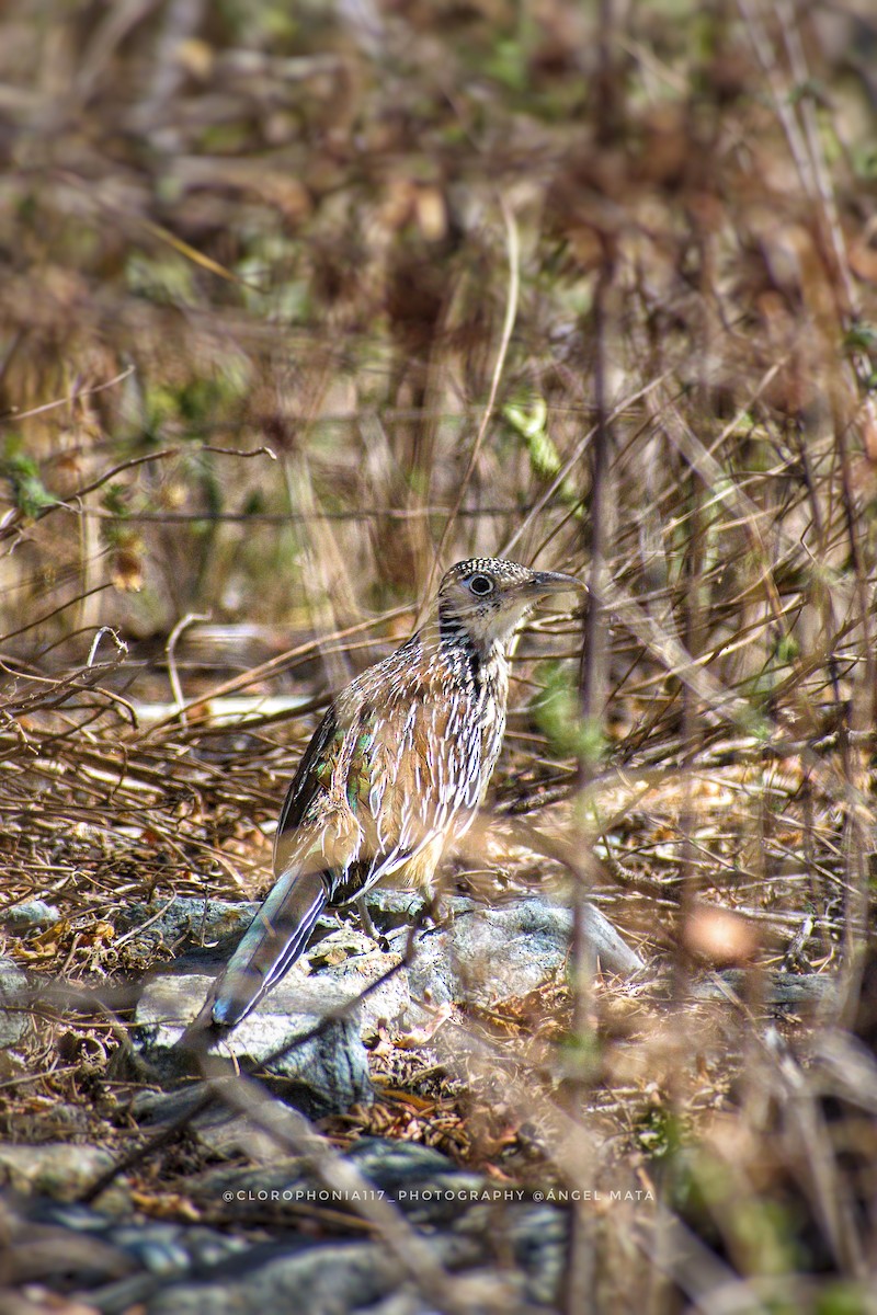 Lesser Roadrunner - Ángel Mata