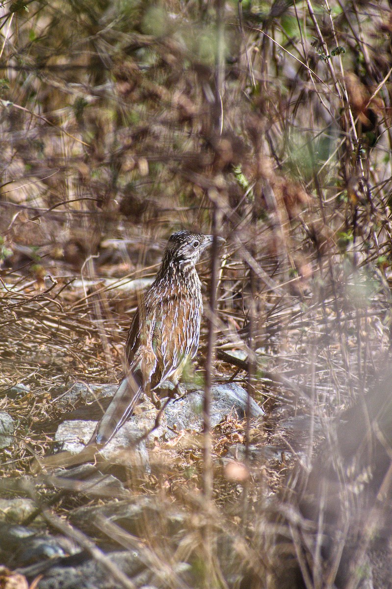 Lesser Roadrunner - ML617493788