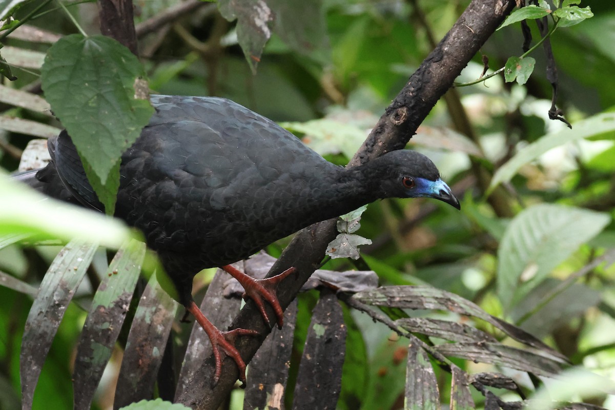 Black Guan - ML617493792