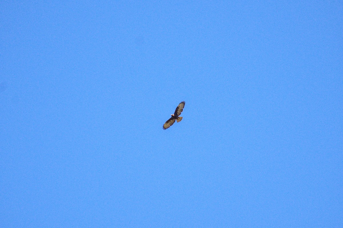 Short-tailed Hawk - ML617493830