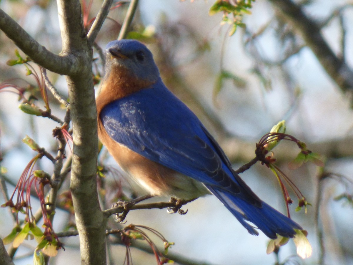 Eastern Bluebird - ML617493839