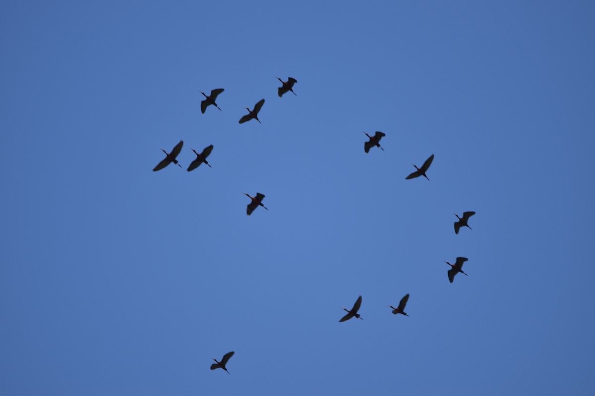 White-faced Ibis - ML617493887