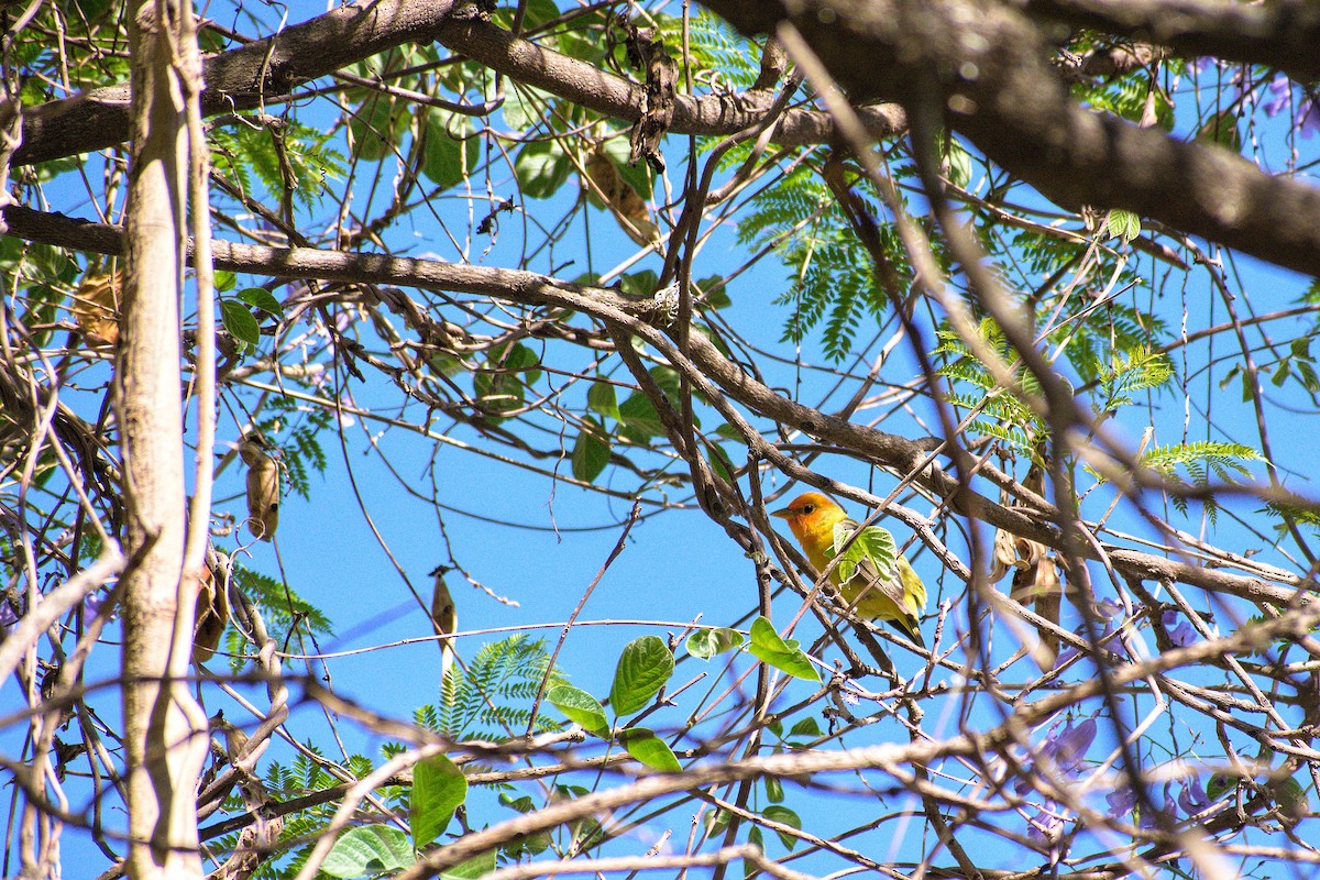 Western Tanager - ML617493908