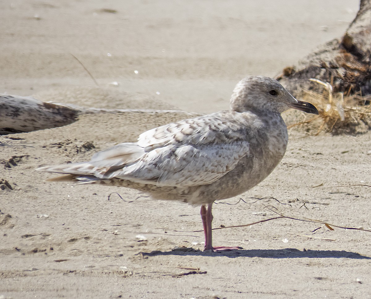 Gaviota Groenlandesa (thayeri) - ML617493939