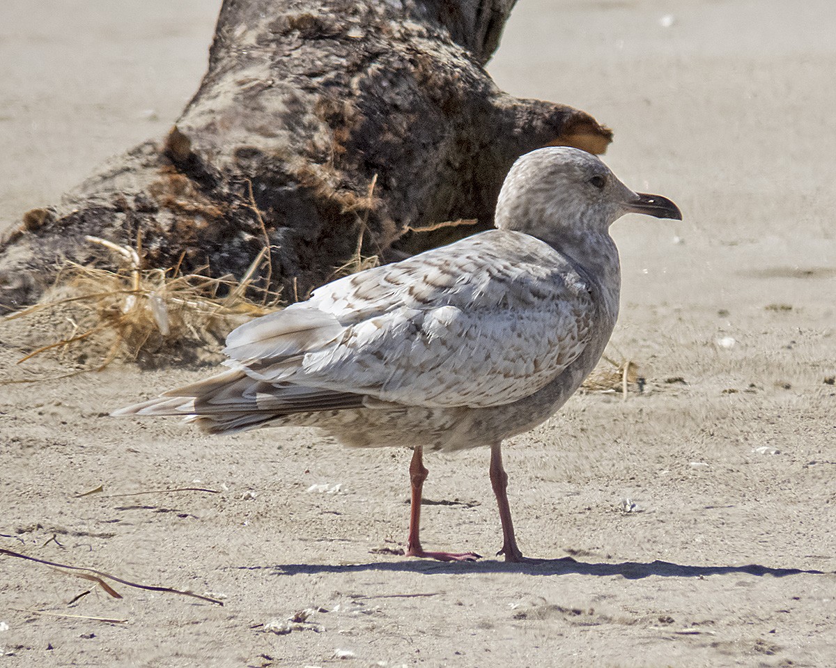 Gaviota Groenlandesa (thayeri) - ML617493940