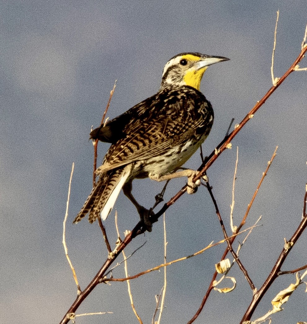 Western Meadowlark - ML617493954