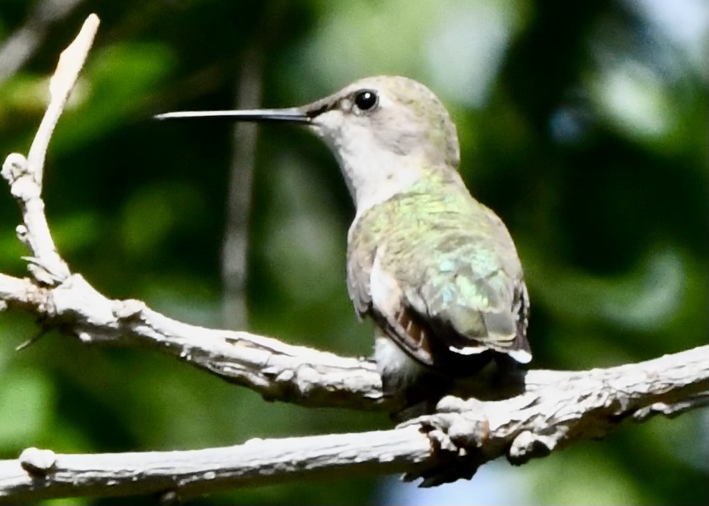 Colibrí Gorjirrubí - ML617493958