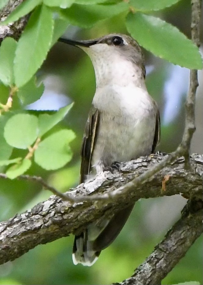 Colibrí Gorjirrubí - ML617493959