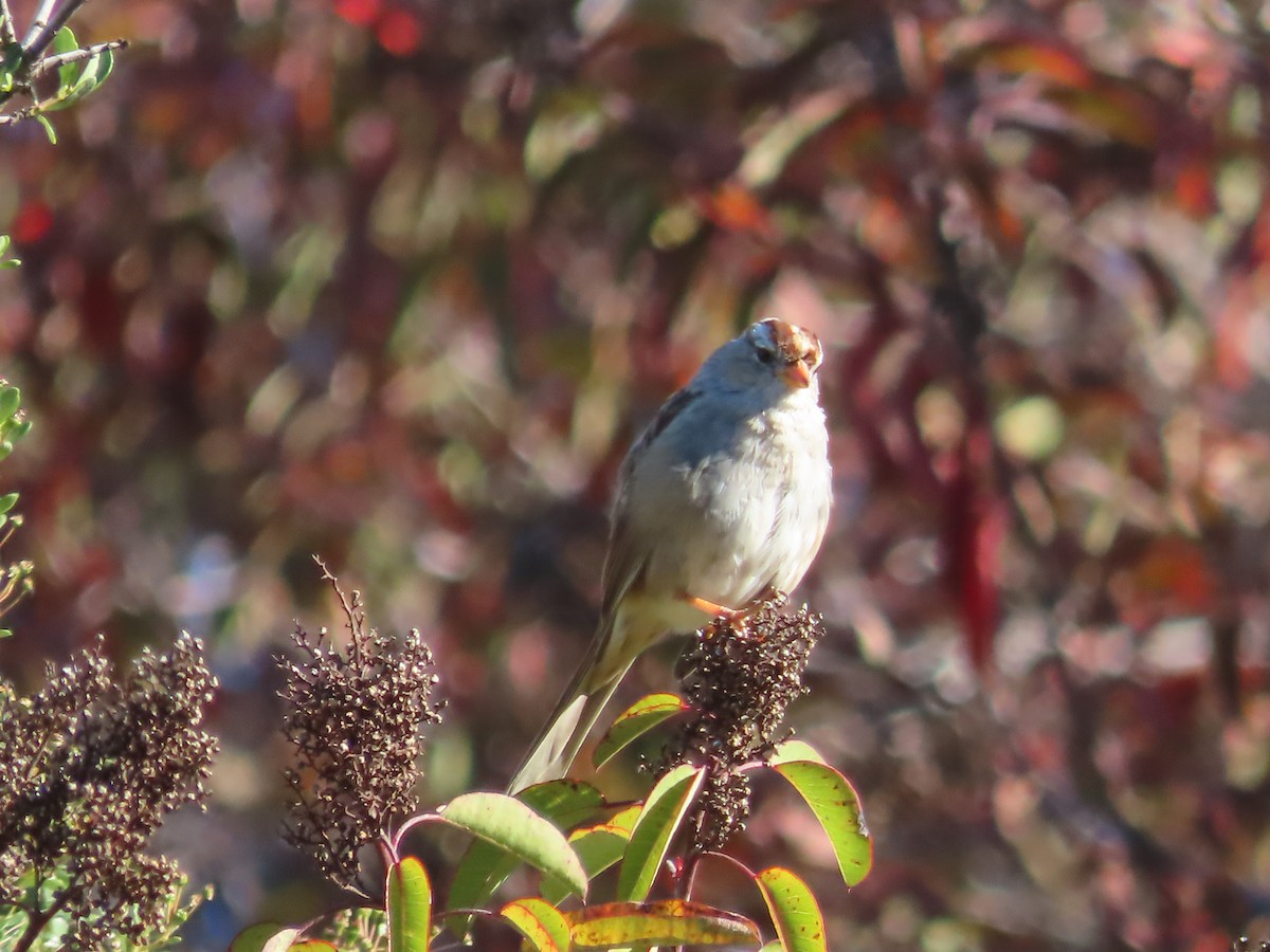 White-crowned Sparrow (Gambel's) - Tina Tan
