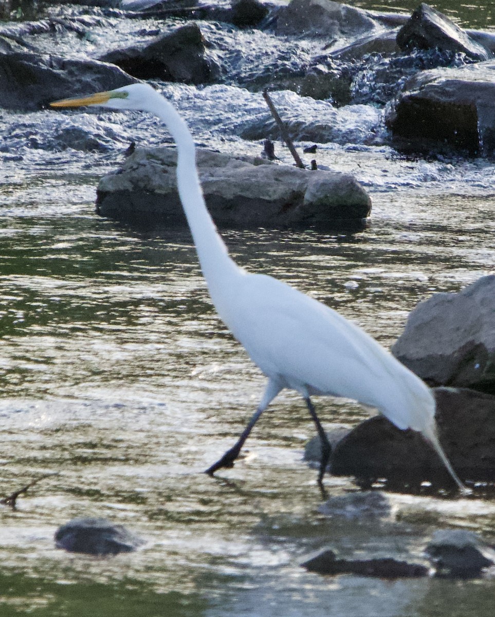 Great Egret - ML617493991