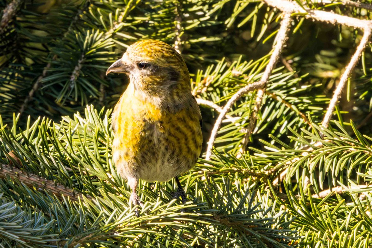 White-winged Crossbill - ML617493999