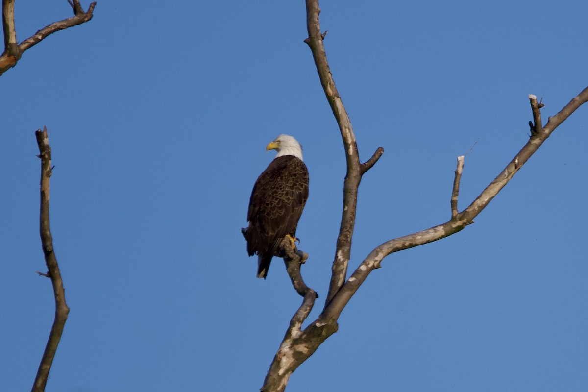 Weißkopf-Seeadler - ML617494002