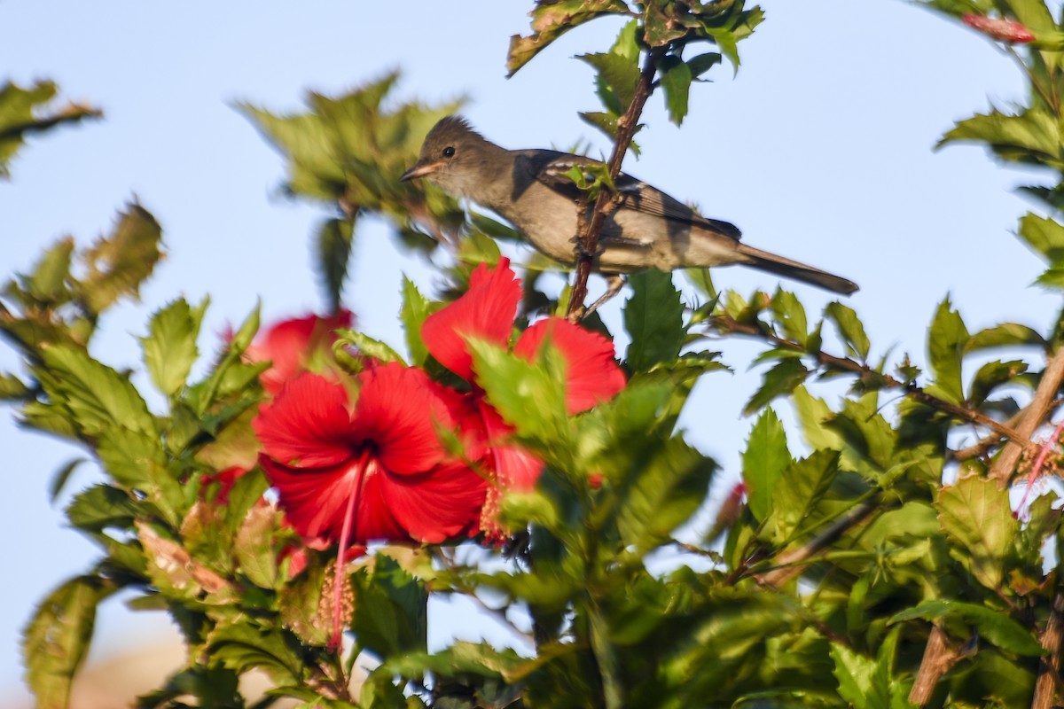 Noronha Elaenia - ML617494008