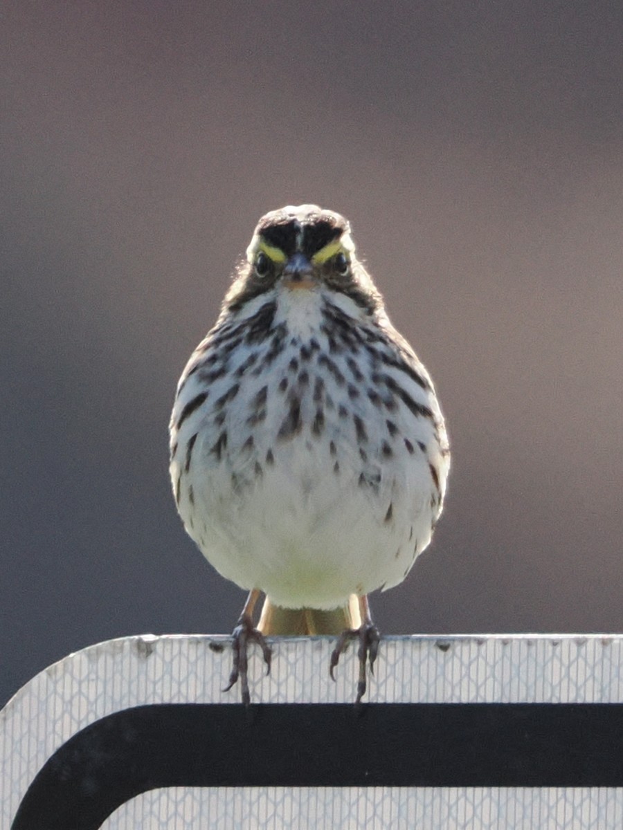 Savannah Sparrow (Savannah) - ML617494013