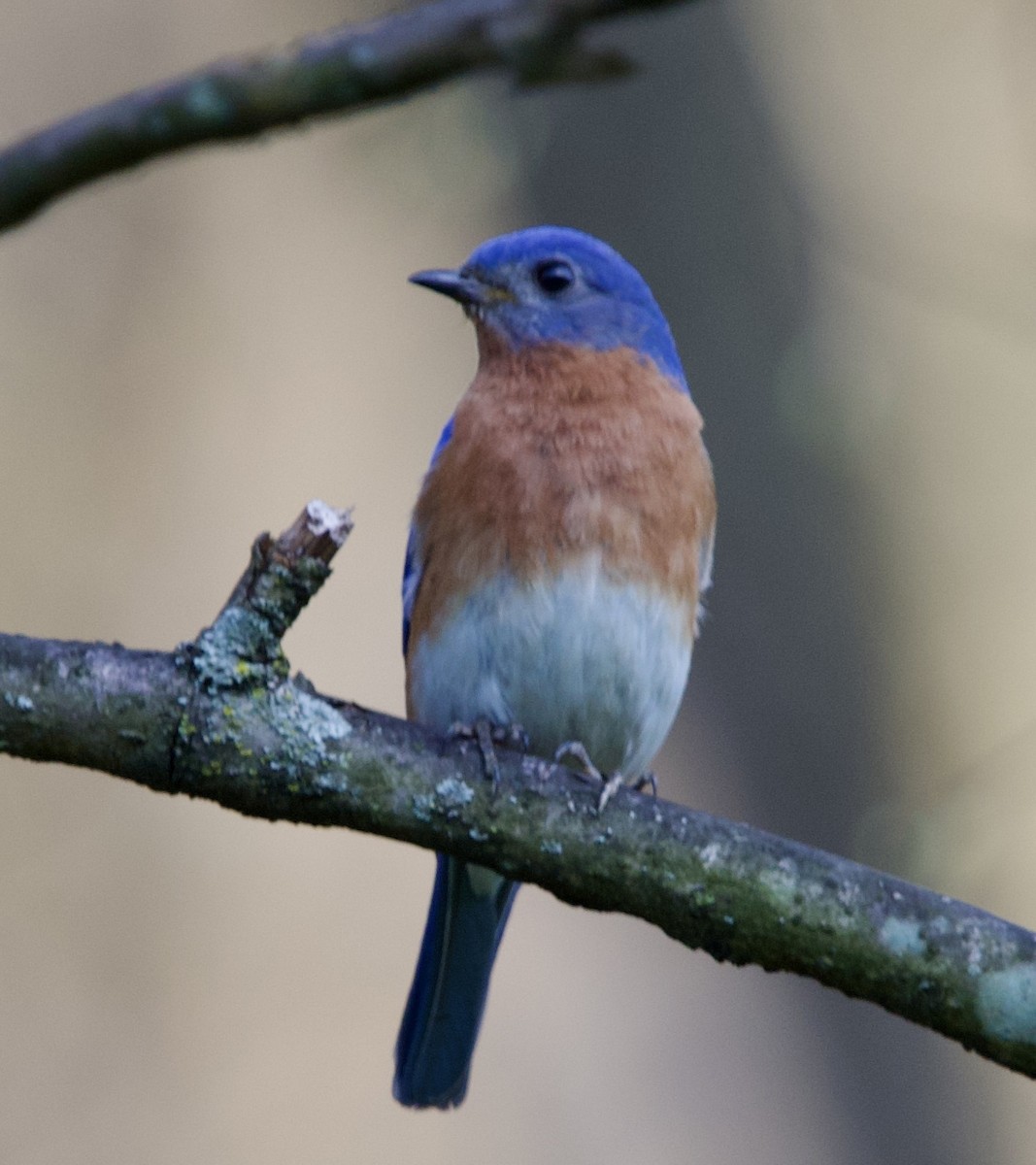 Eastern Bluebird - ML617494018