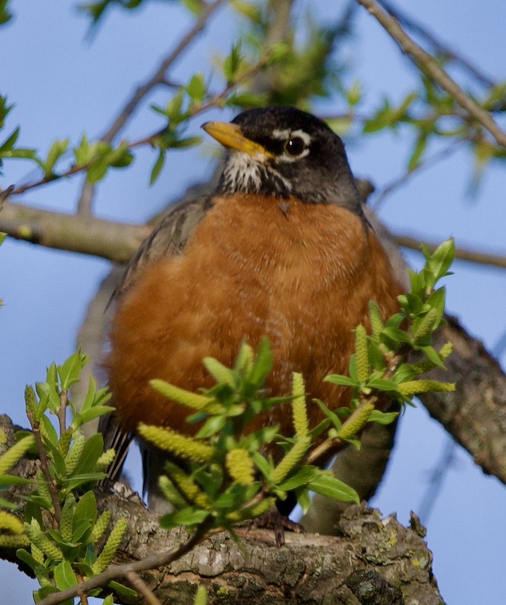 American Robin - ML617494025