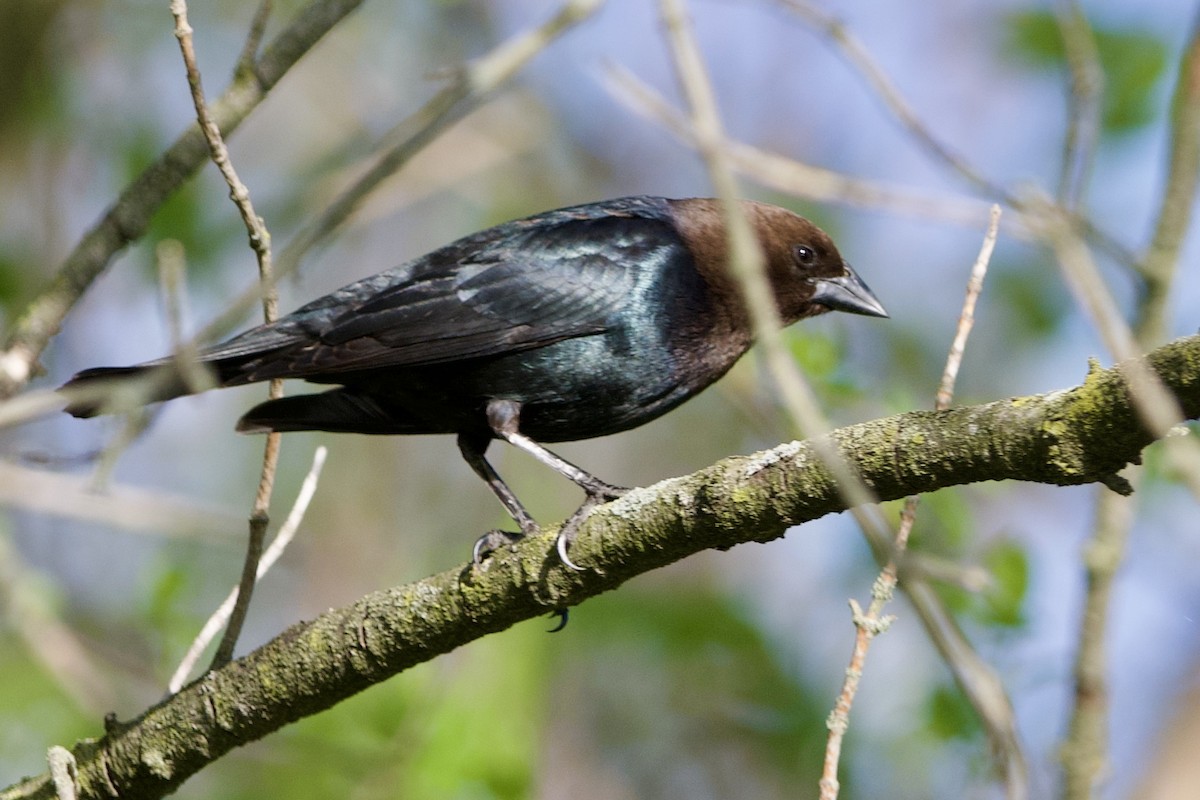 Brown-headed Cowbird - ML617494037