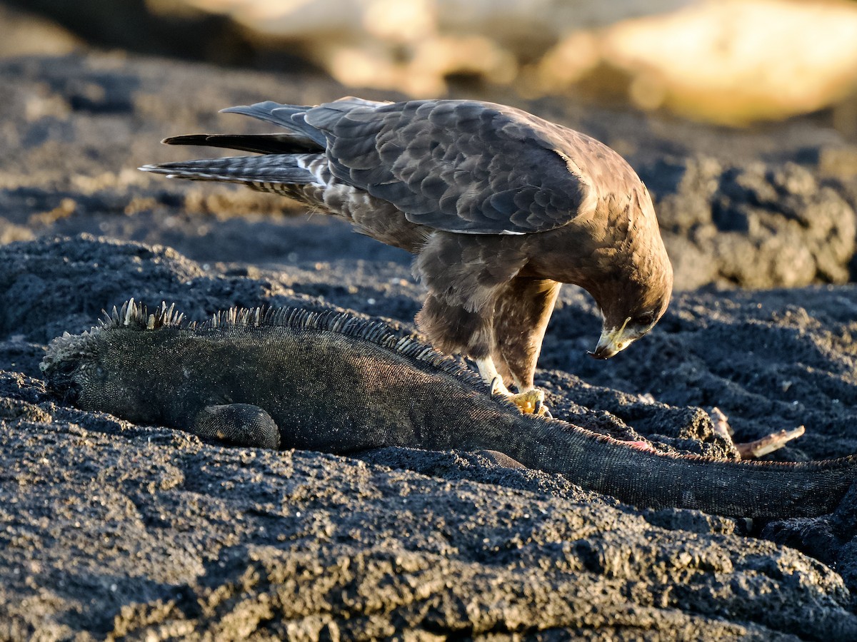 Galapagos Hawk - ML617494041