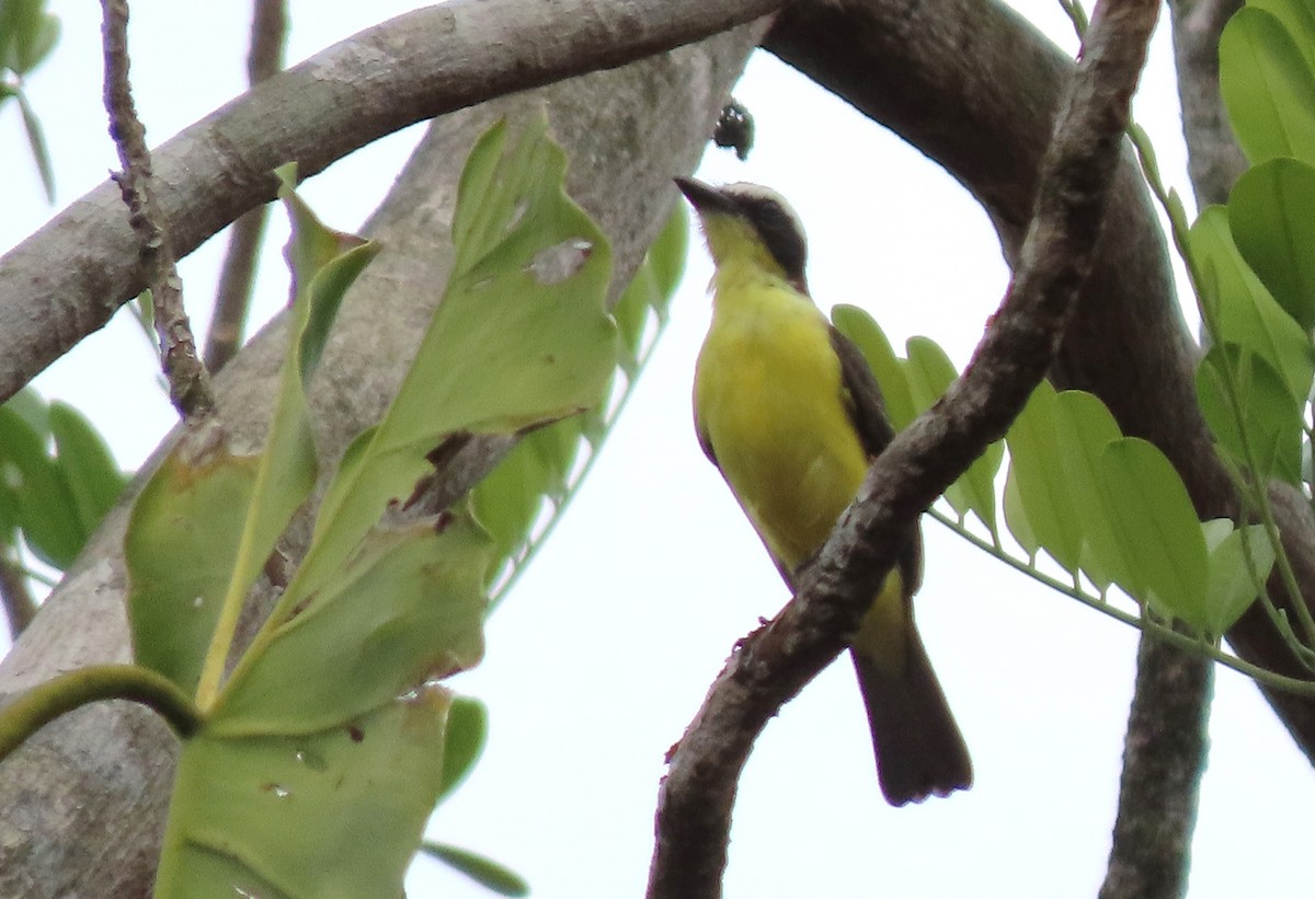 Yellow-throated Flycatcher - ML617494055