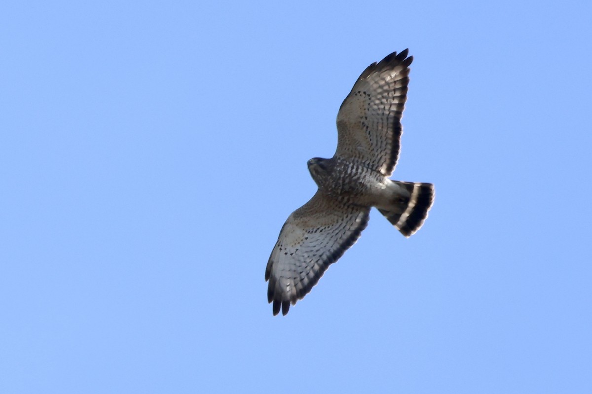 Broad-winged Hawk - ML617494092