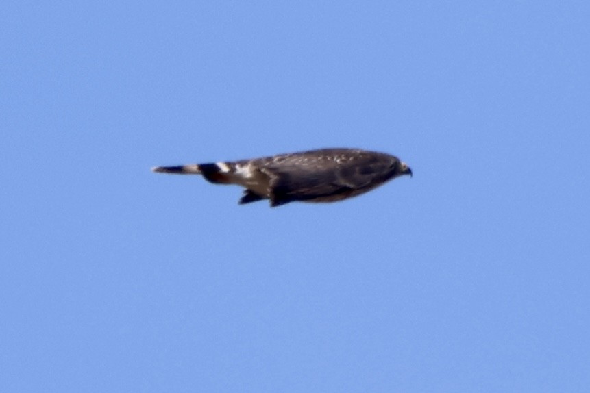 Broad-winged Hawk - ML617494093