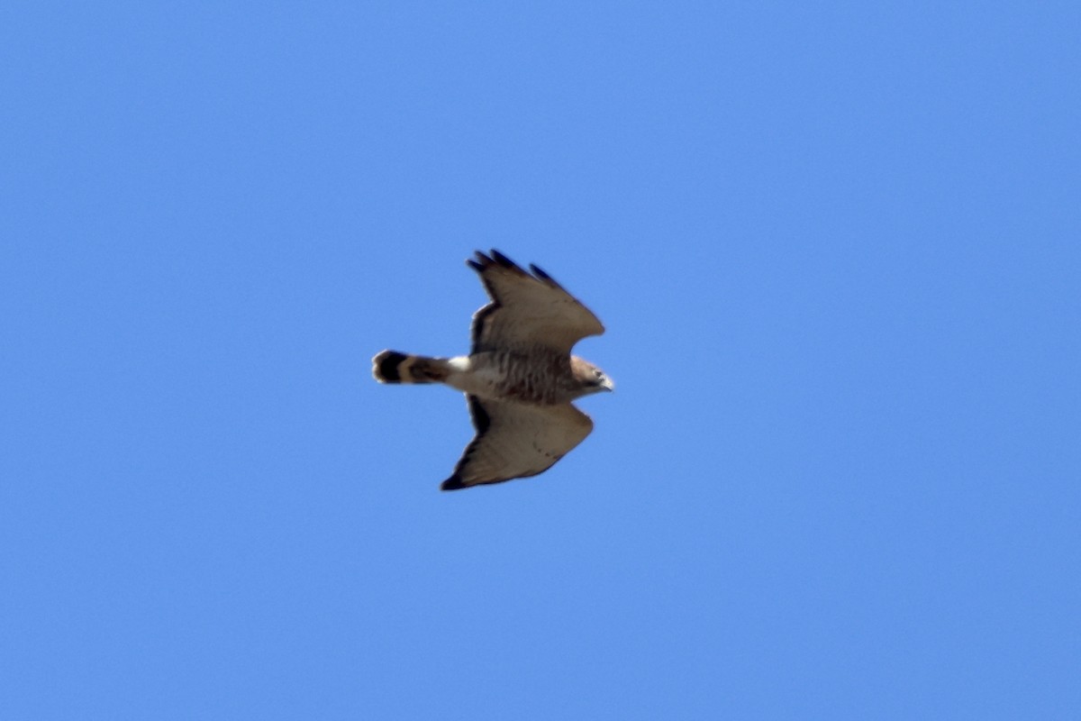 Broad-winged Hawk - ML617494094