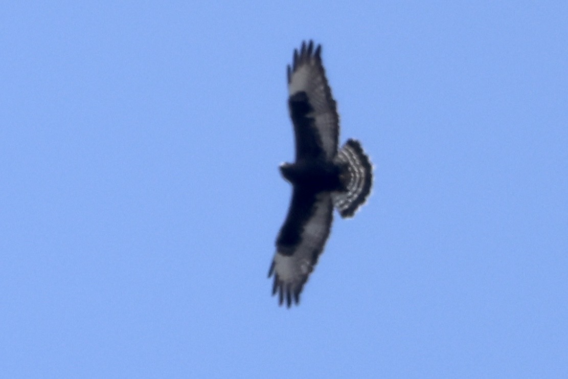 Rough-legged Hawk - ML617494104