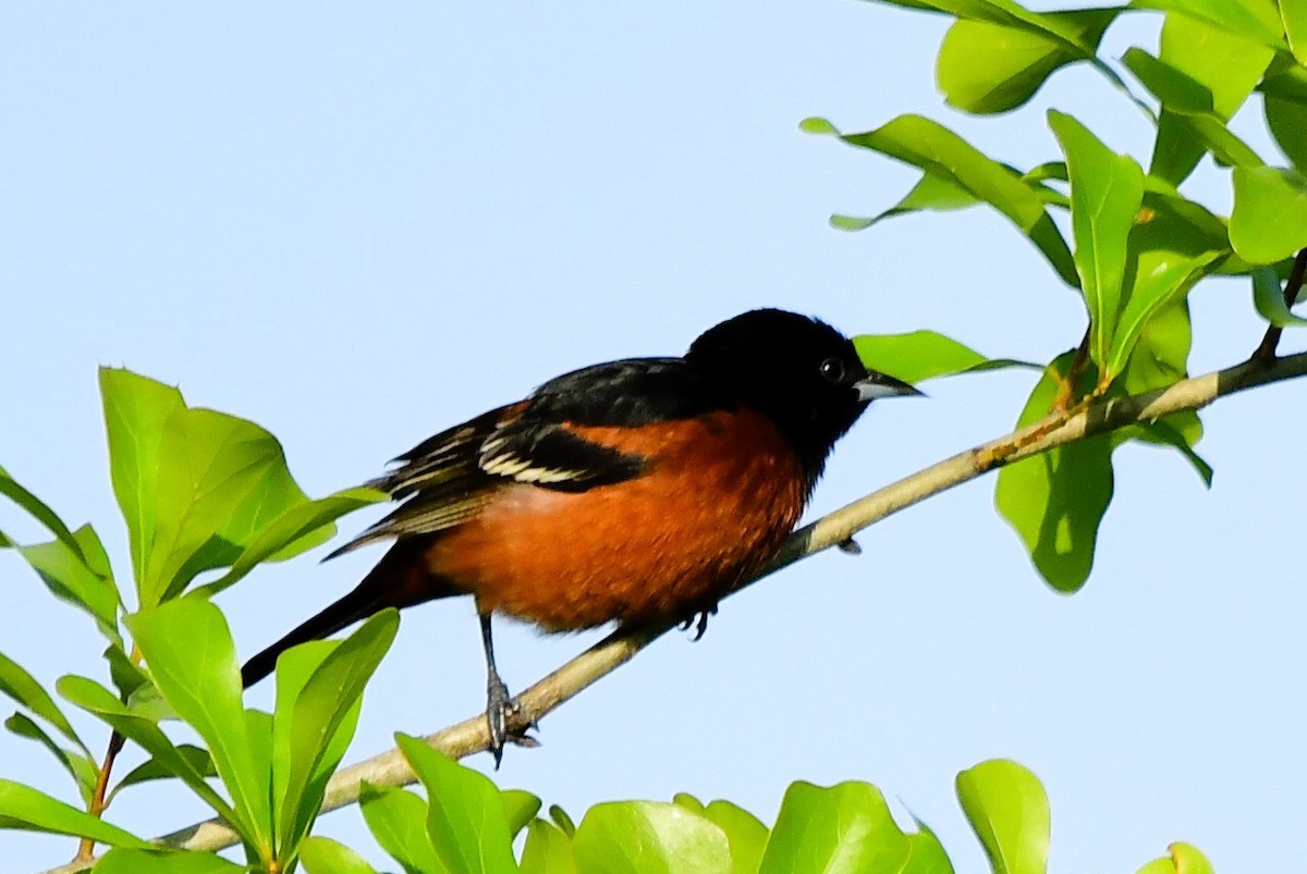 Orchard Oriole - Marc Bachman