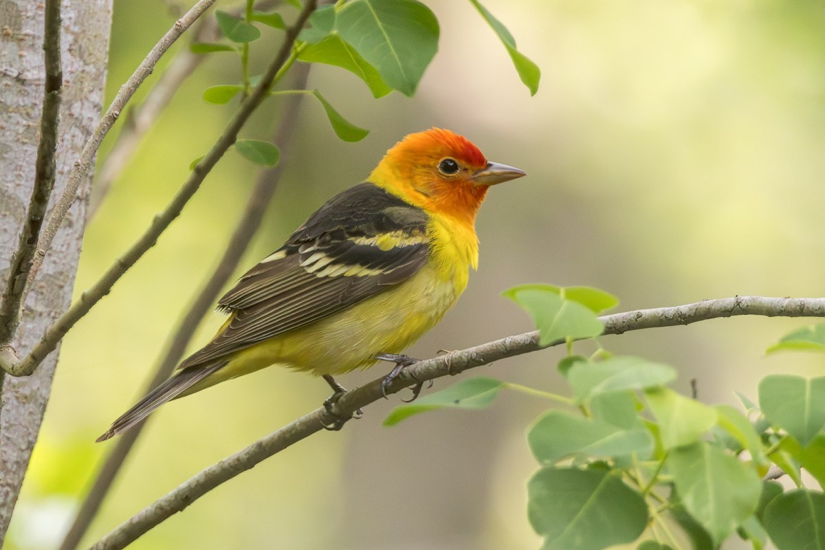 Western Tanager - ML617494123