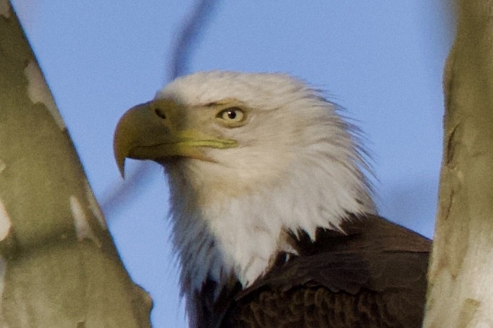 Bald Eagle - ML617494137