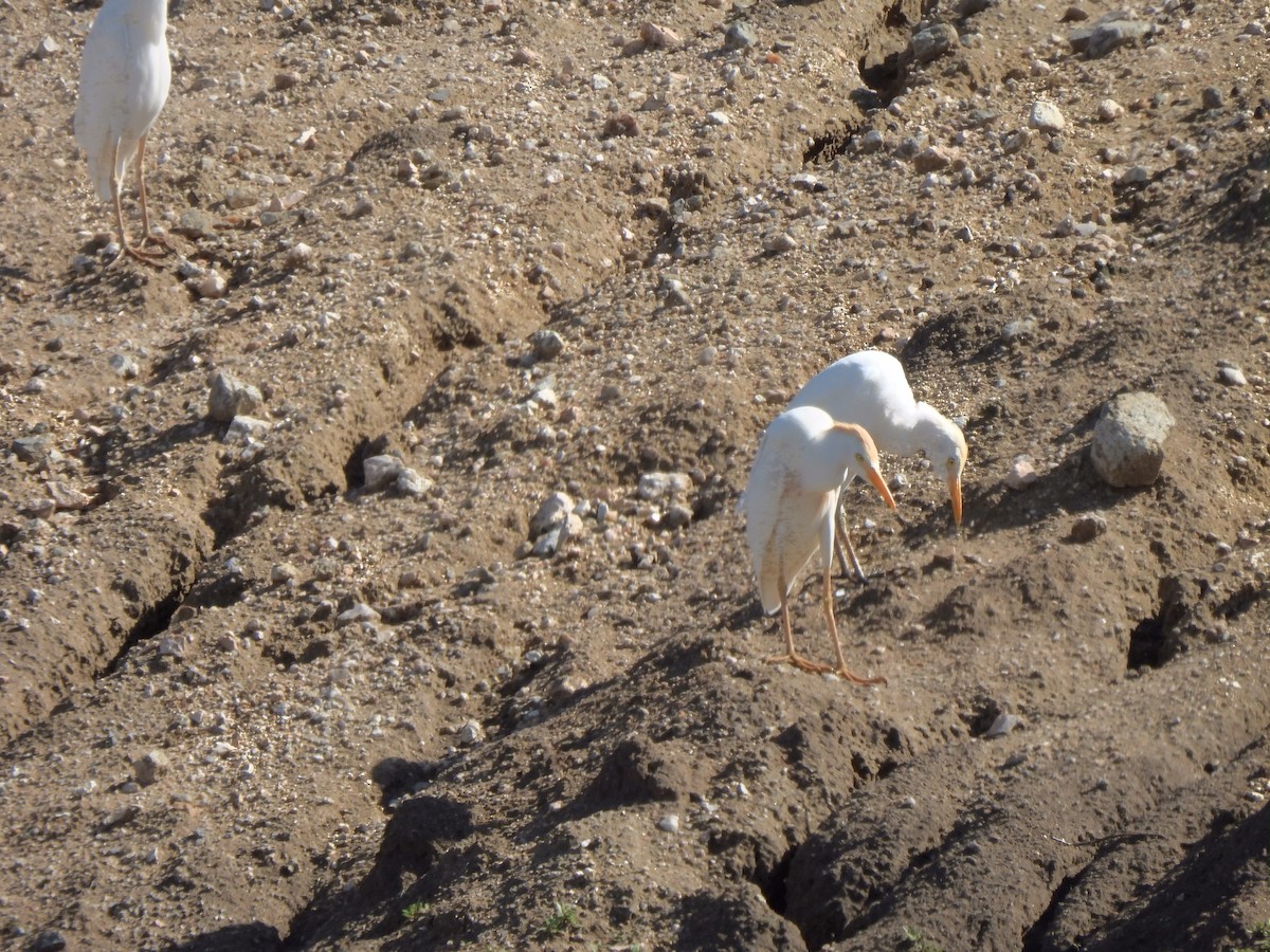 Western Cattle Egret - ML617494186