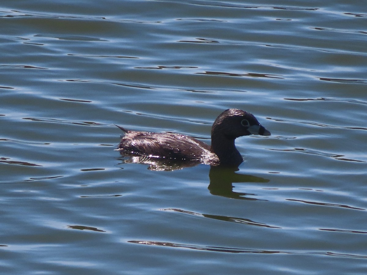 Pied-billed Grebe - ML617494197