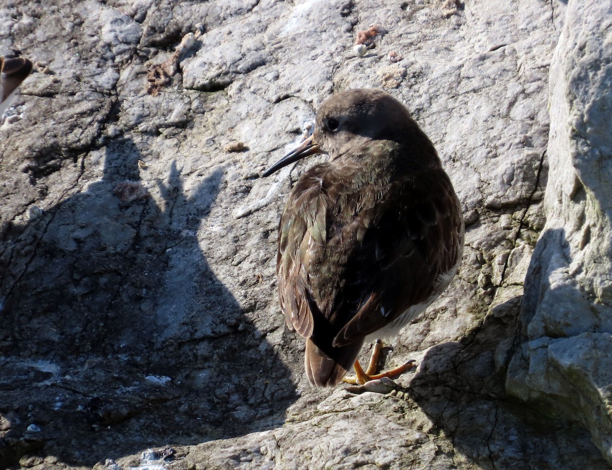 Purple Sandpiper - ML617494201